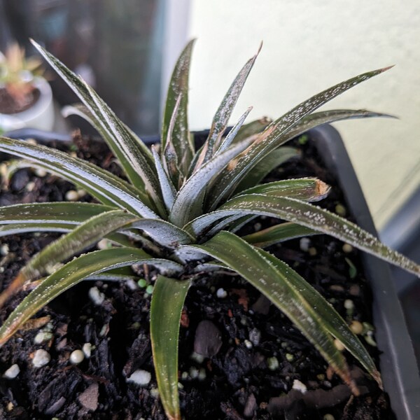 Dyckia Brittle Star Hybrid Short Maroon Silver Black Rosette Rare Succulent Beautiful! Brittle Star Dyckia Hybrid/ Rare Hybrids! Toothless