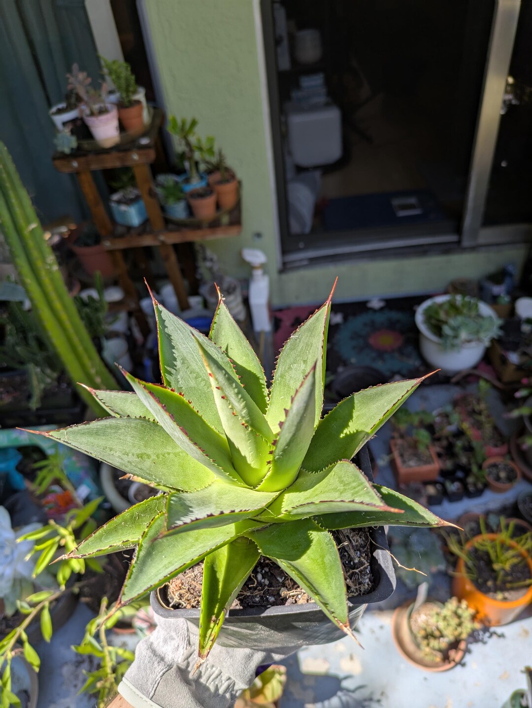 Agave Blue Glow, Cool Rare Agaves! Dry Garden Succulents! Drought ...