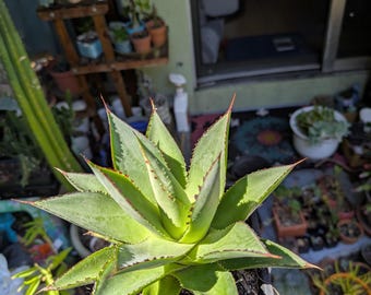 Agave Cornelius - アガベ・コーネリアス- 美國波浪黃覆輪- 龍舌蘭専門