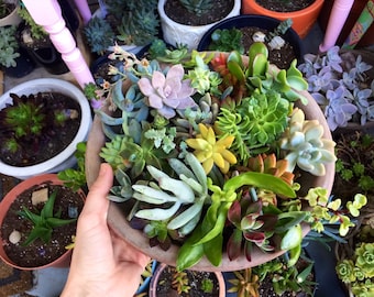 20 Succulent Clippings, starter cuttings, wide variety, great deal, all different types, textures, and colors! Wedding decor, floral crafts!