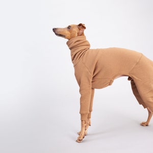 italian greyhound clothing