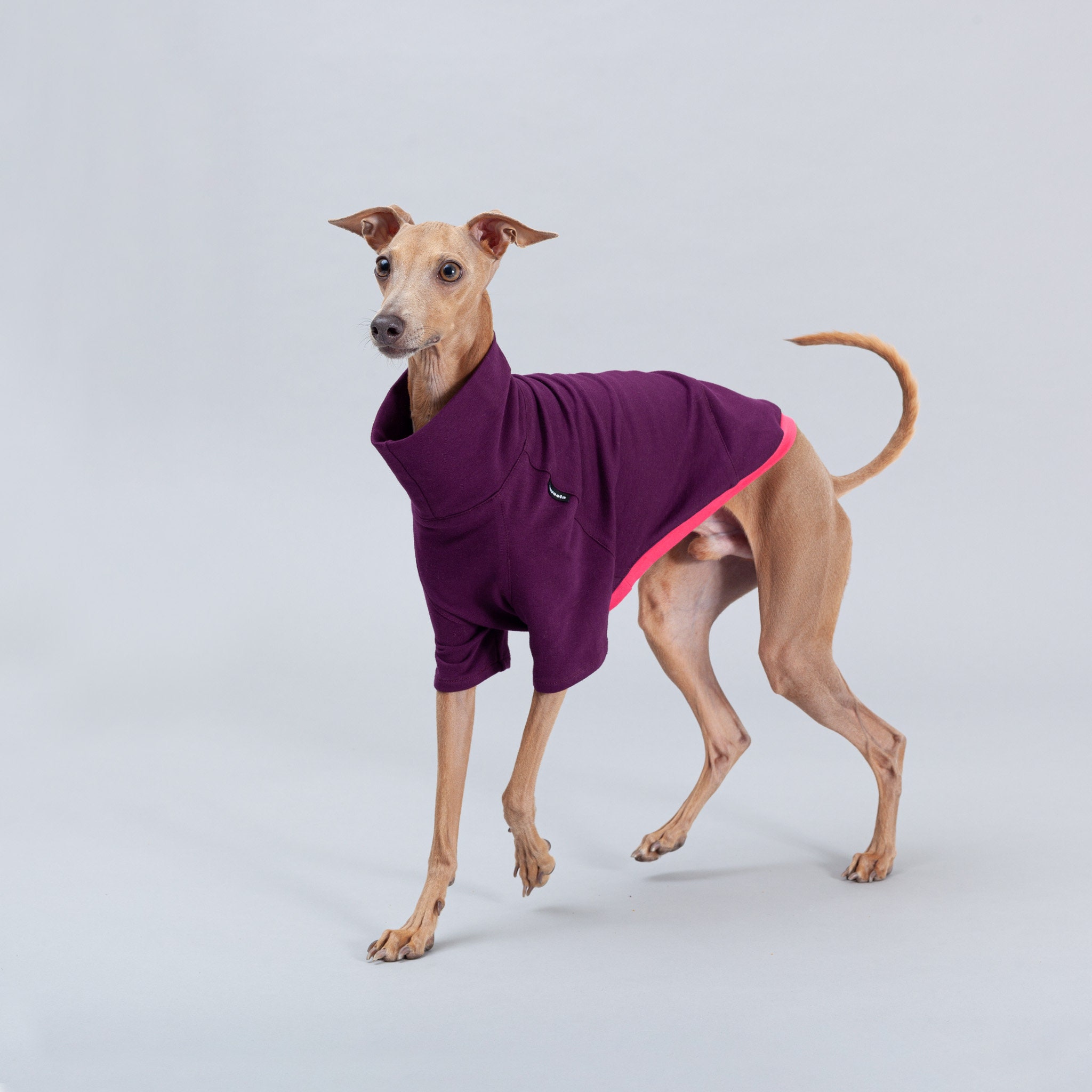 Italian Greyhound Shirt Italian Greyhound Shirt