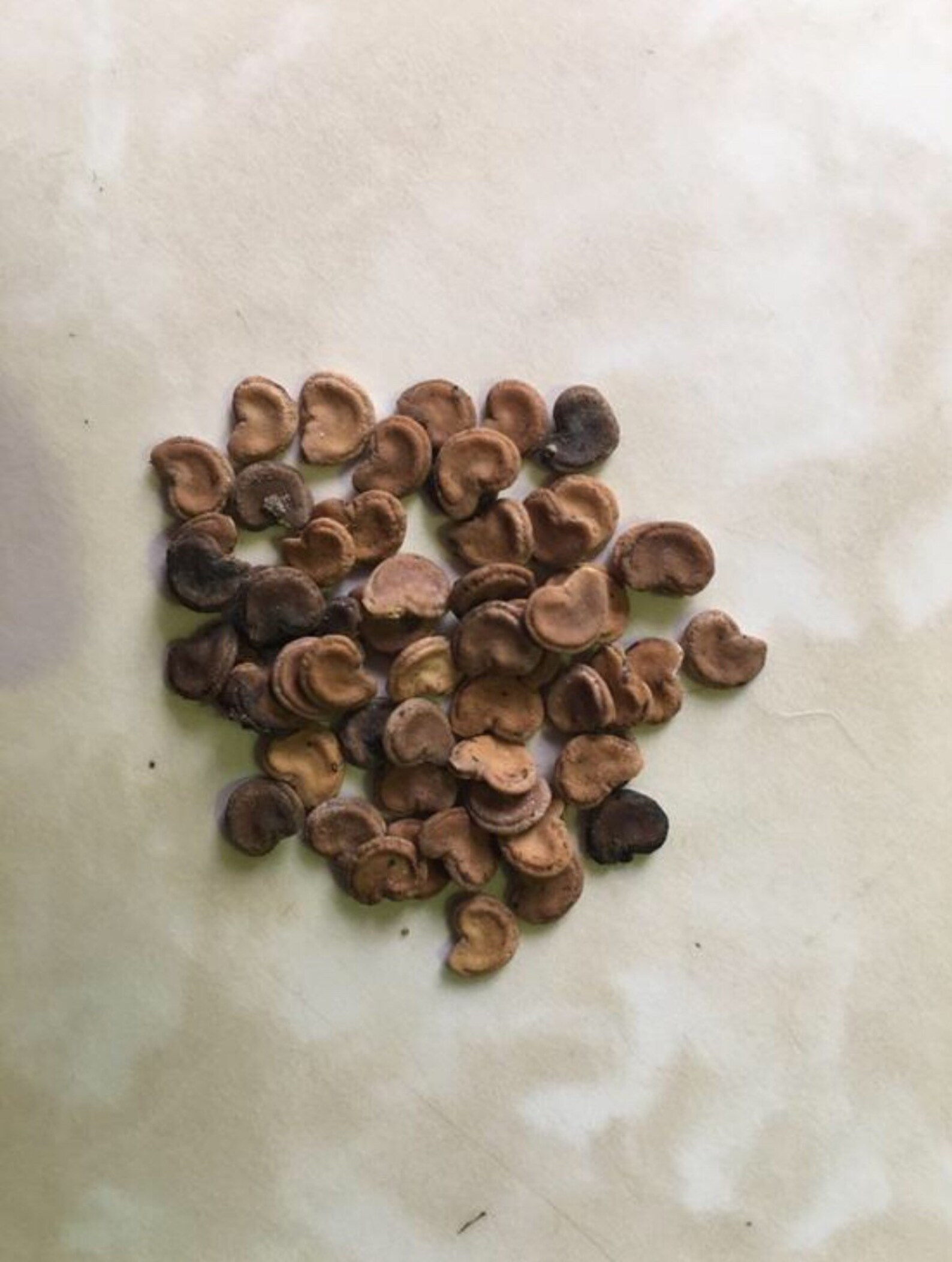 100 giant Moonflower seeds Etsy