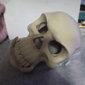 May include: A beige-colored skull with visible teeth and eye sockets. The skull has a slightly angled position, showcasing its detailed structure. The overall design suggests a focus on anatomical accuracy and a macabre theme.