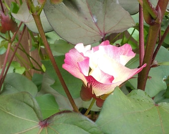 Semillas de algodón americano de tierras altas blanco y marrón de Alabama