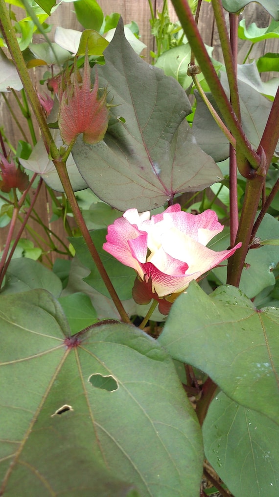 Alabama White and Brown American Upland Cotton Seeds - Etsy