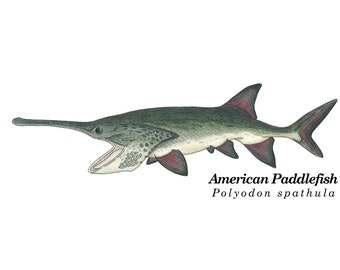 Download Paddlefish Etsy