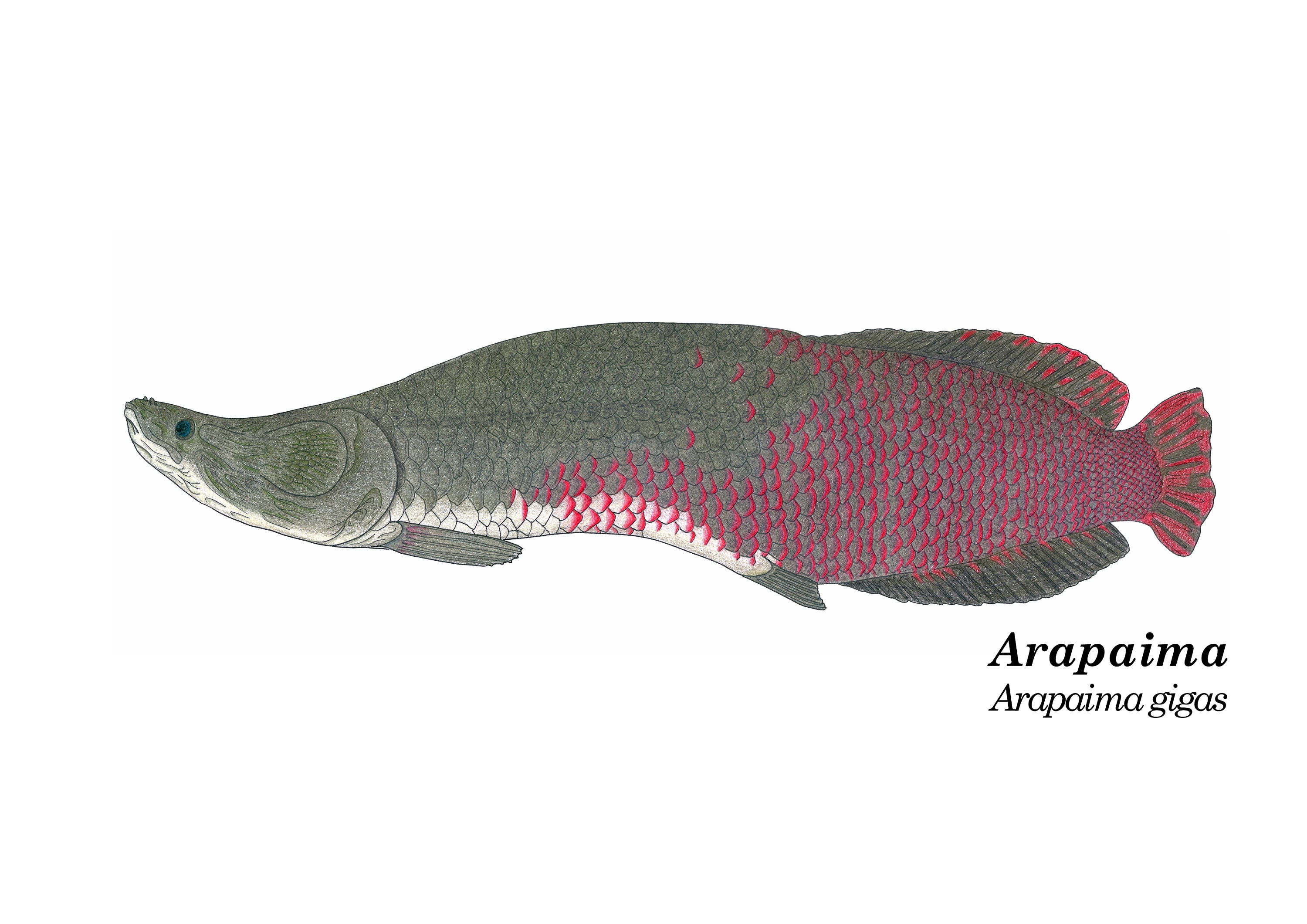 Arapaima Print - Etsy