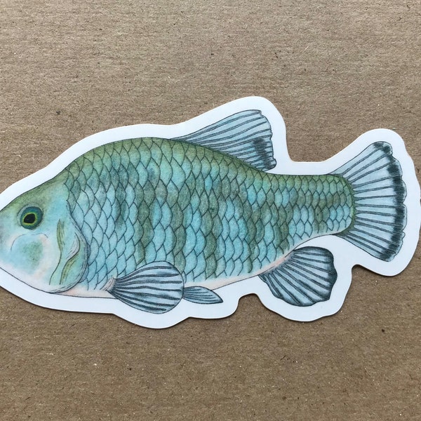 Amargosa Pupfish Sticker