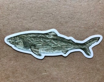 Greenland Shark stickers