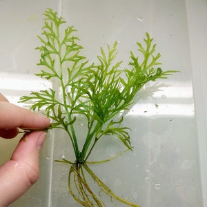 Lace or Broad Leaf Water Sprite, Easy Care Low Tech Live Freshwater Aquarium Plant, Easy Fish Tank Decor