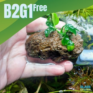 May include: A porous brown rock with small, vibrant green aquatic plant leaves attached to its surface. The text B2G1 Free is visible in the upper left corner, and the text GLASS GROWN is visible in the lower right corner of the image.