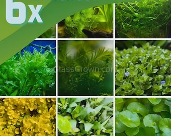 Low Light Aquarium Plant Bundle, 6 Live Freshwater Plant Bunches