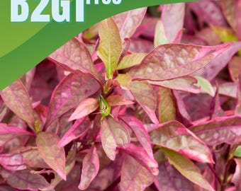 Scarlet Temple Plant Bunch for Aquariums, Red Live Aquatic Stem Plant