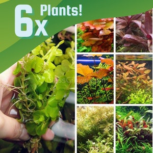 Color Combo Pack, Six Live Freshwater Aquarium Plant Bunches, Bulbs, Red Aquatic Plants Easy Fish Tank Decor