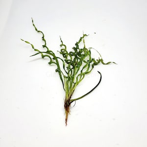 Corkscrew Vesuvius Sword Plant, Small Echinodorus Slow Growing Low Tech Live Freshwater Aquarium Plant, Easy Fish Tank Decor