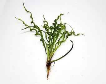 May include: A bunch of green curly aquarium plant with a long stem and roots.