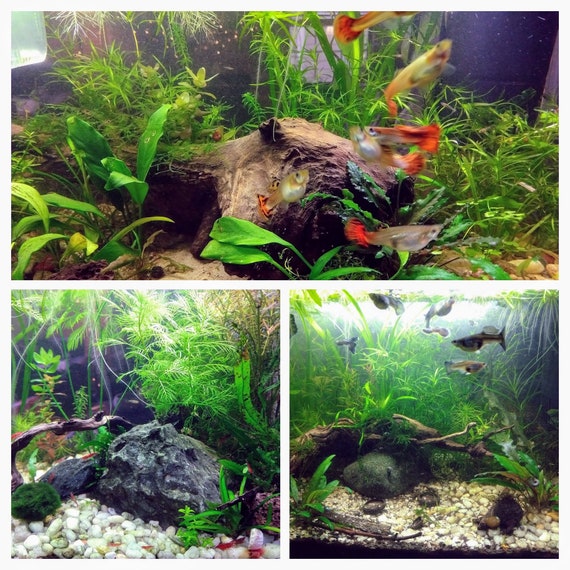 freshwater aquarium plants list