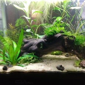 Ten Random Species of Low Tech Live Freshwater Aquarium Plants, WITH FLOATERS