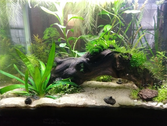Aquarium Plants Large Fish Tanks For Sale Online LIVE AQUARIUM PLANTS   KGTropicals