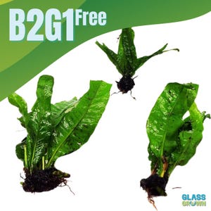 Live Java Fern Aquarium Plant for Low Tech Freshwater Tanks and Goldfish