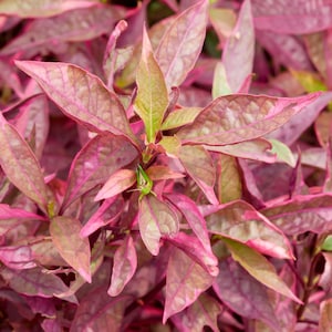 Bunch Scarlet Temple Plant, Alternanthera reineckii Stem Low Tech Live Freshwater Aquarium Plant, Easy Fish Tank Decor