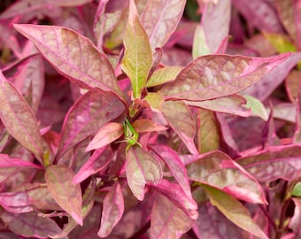 Bunch Scarlet Temple Plant, Alternanthera reineckii Stem Low Tech Live Freshwater Aquarium Plant, Easy Fish Tank Decor