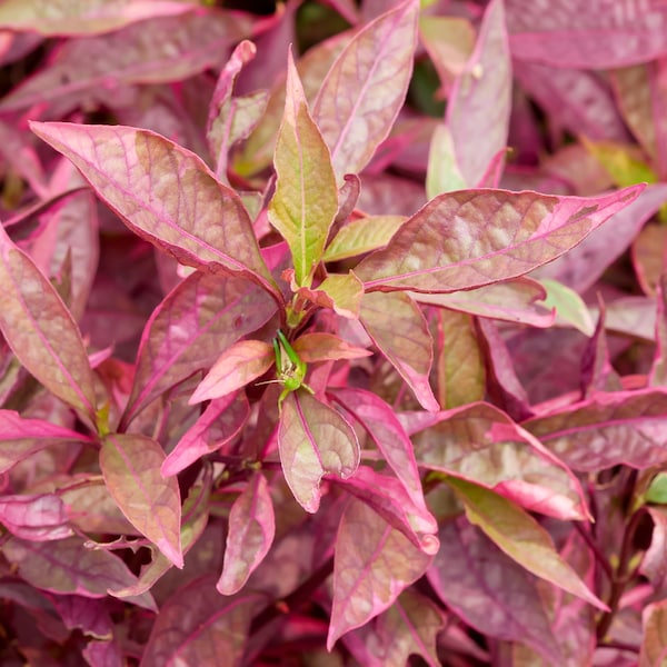 Alternanthera Reineckii 