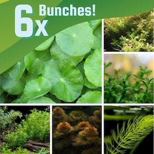 Low Light Plant Bundle 6 Pack, Low Tech Live Freshwater Aquarium Bundle, Easy Fish Tank Decor