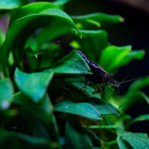 Anubias Nana Rosette, planta de acuario de agua dulce viva de baja tecnología y crecimiento lento, decoración fácil de peceras imagen 4