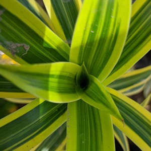 Striped Lucky Bamboo Aquarium Stems, Houseplants for the back of your filter! Terrarium Live Freshwater Plant Trims colorful Fish Tank Decor