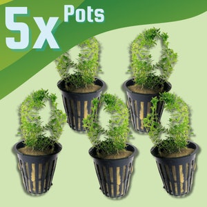 BULK 5X POTS Pearlweed, Creeping Low Tech Live Freshwater Aquarium Plant