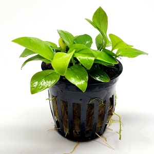 Potted Anubias Nana Gold, Yellow Low Tech Live Freshwater Aquarium Plant, Easy Fish Tank Decor