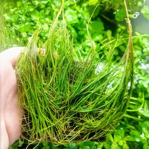 Dwarf Hairgrass 4&quot; Coco Mat, Carpet Live Freshwater Aquarium Plant