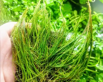 Dwarf Hairgrass 4" Coco Mat, Carpet Live Freshwater Aquarium Plant