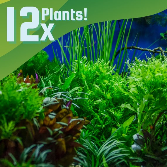 Done for You Plant Package 12 Full Size Plants no Co2 Required Low Tech Live Freshwater Aquarium Bundle Easy Fish Tank Decor Etsy