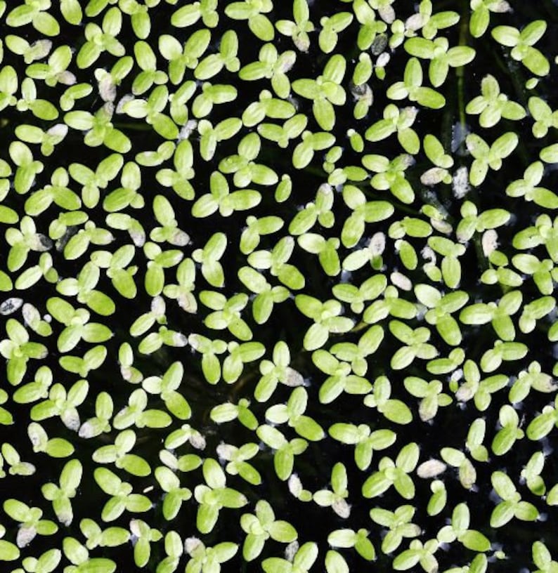 Goldfish Safe Plant Bundle 5 Pack, Low Tech Live Freshwater Aquarium