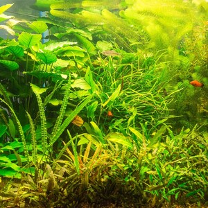 May include: A lush freshwater aquarium filled with a dense variety of vibrant green aquatic plants, including broad-leafed species and fine-textured foliage. Small orange and silver fish swim among the stems and leaves in the bright underwater environment.
