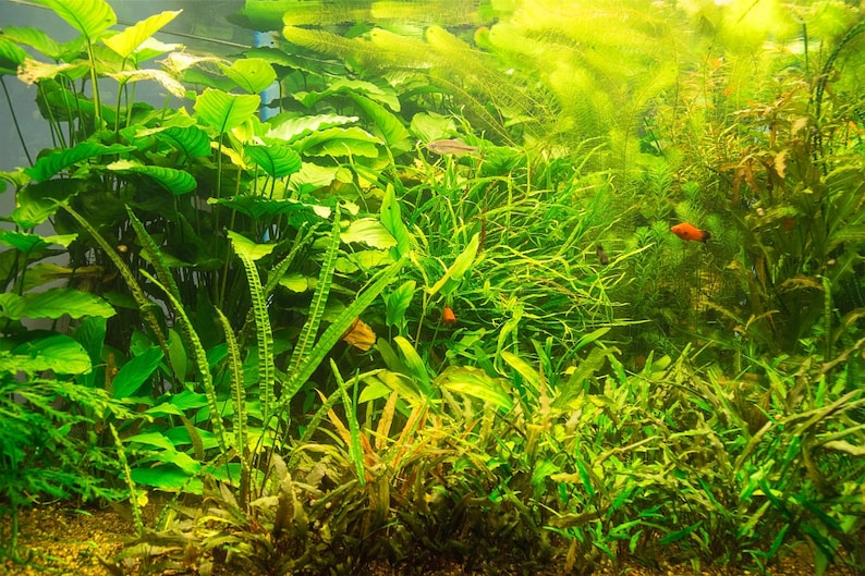 May include: A lush freshwater aquarium filled with a dense variety of vibrant green aquatic plants, including broad-leafed species and fine-textured foliage. Small orange and silver fish swim among the stems and leaves in the bright underwater environment.