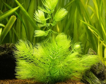 Hornwort Live Aquarium Plant Bunch, Fast Growing Floating Aquatic Plant for Betta Guppy Shrimp