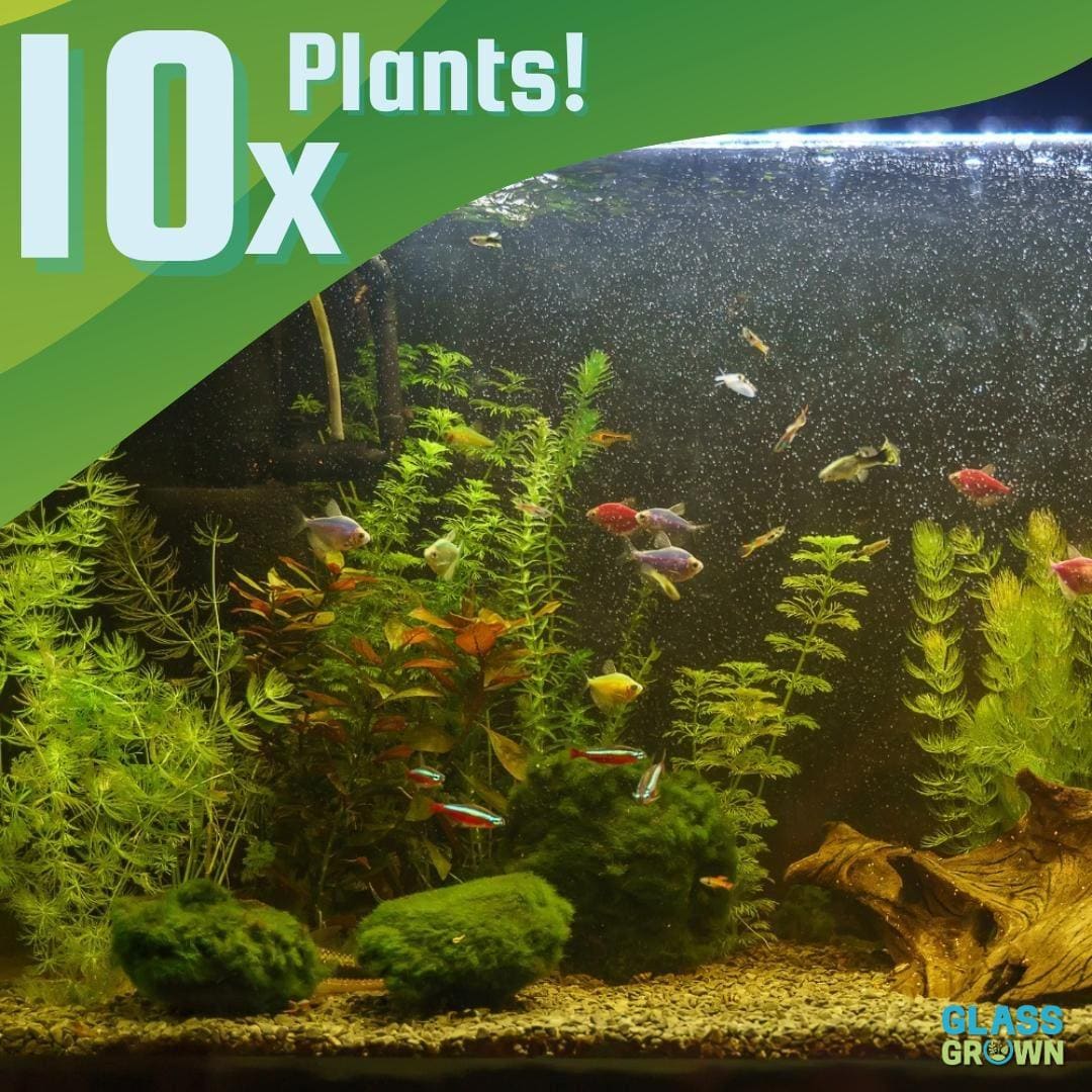 Live Aquarium Plants Beginner Pack (10x) Easy Low Light Fish Tank