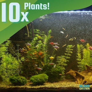 May include: A freshwater aquarium filled with various green aquatic plants, including moss balls and tall stems, alongside small colorful fish swimming throughout. The text 10x Plants! is visible in the upper left corner, and Glass Grown is in the bottom right.