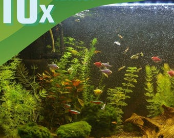 Live Aquarium Plants Beginner Pack (10x) Easy Low Light Fish Tank Aquascape Starter Kit