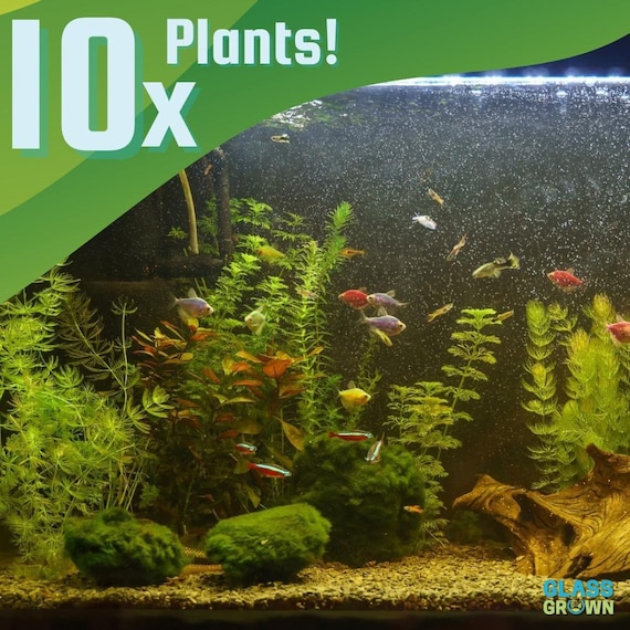 Live Aquarium Plants Beginner Pack (10x) Easy Low Light Fish Tank Aquascape Starter Kit
