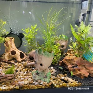 May include: A fish tank aquarium featuring two tree-like character planters with green accents, light-colored pebble substrate, a piece of driftwood, and various green aquatic plants. The scene includes a black circular filter and natural rocks.