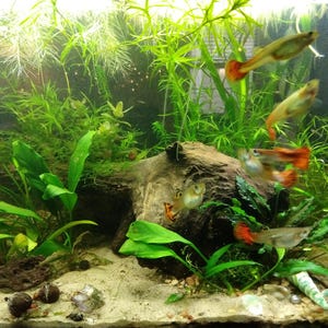 PLANT Beginner Pack 10 Tiny Random Species , Low Tech Live Freshwater Aquarium Bundle Trims, Easy Fish Tank Decor, WITH FLOATERS