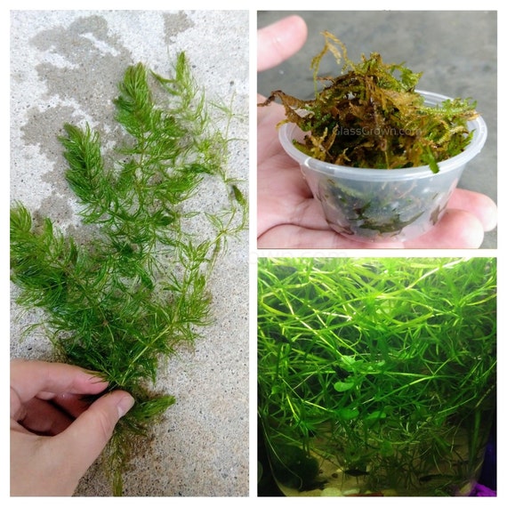 Shrimp Breeders Plant Pack 3 Species, Low Tech Live Freshwater