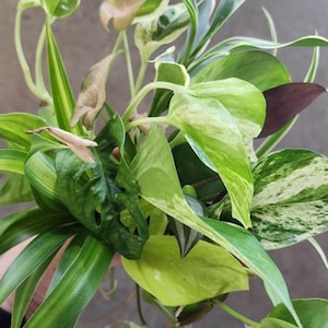 Aquarium Filter Stems, Houseplants for the back of your filter! Terrarium Live Freshwater Bog Plant Trims, Easy Fish Tank Decor