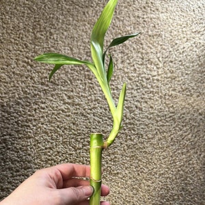 Lucky Bamboo Aquarium Filter Stem, Houseplants for the back of your filter! Terrarium Live Freshwater Plant Trims colorful Fish Tank Decor