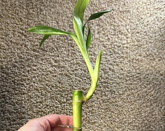 Lucky Bamboo Stem, Aquarium Filter Houseplant, Fish Tank Decor